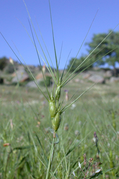 Ovate Goat-grass