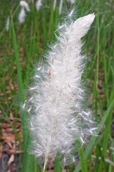 Cogon Grass