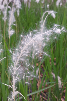 Cogon Grass