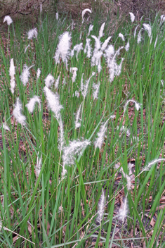 Cogon Grass