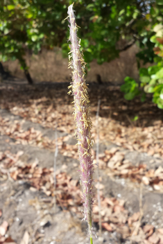 Cogon Grass