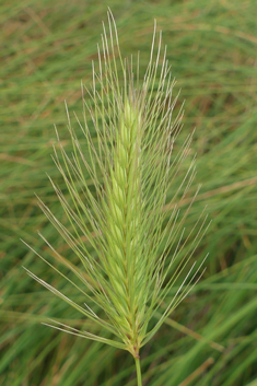 Sea Barley