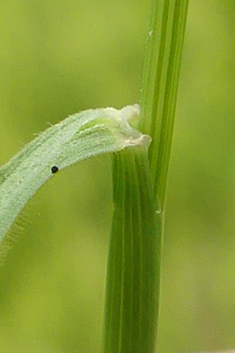 Sea Barley