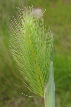 Sea Barley