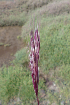 Foxtail Brome