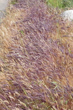 Foxtail Brome