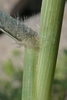 Beach Dropseed