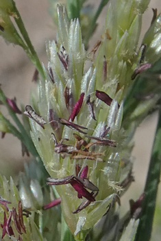 Beach Dropseed