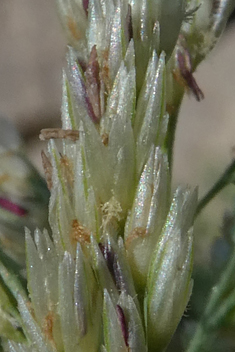 Beach Dropseed