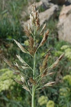 Beach Dropseed