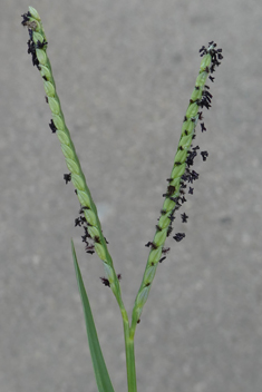 Water Finger-grass