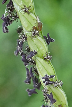 Water Finger-grass