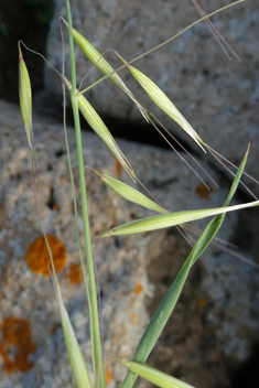 Slender Oat