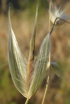 Slender Oat