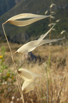 Slender Oat