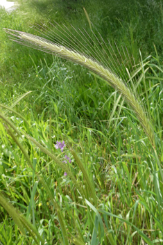 Bulbous Barley