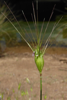 Aegilops neglecta