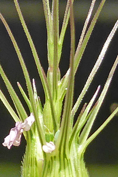 Aegilops neglecta