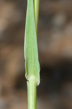 Phleum exaratum