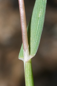 Phleum exaratum