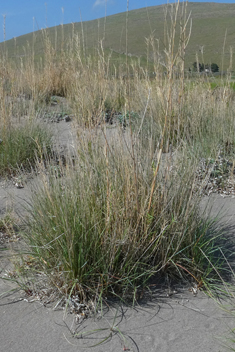 Beach Dropseed