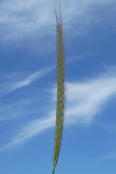 Bulbous Barley