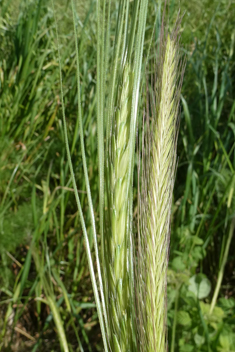 Wild Barley