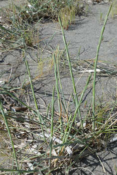 Mediterranean Sand Couch