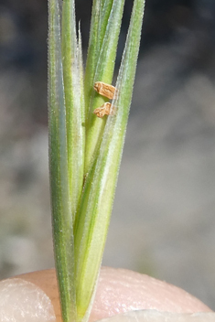 Dune Fescue