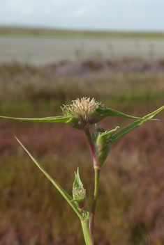 Pricklegrass