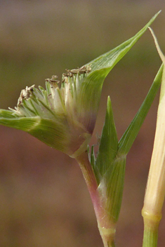 Pricklegrass