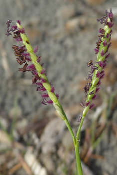 Water Finger-grass