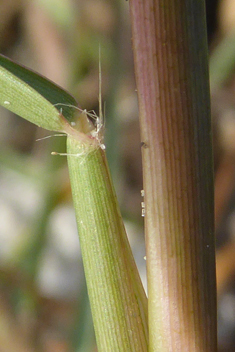 Water Finger-grass