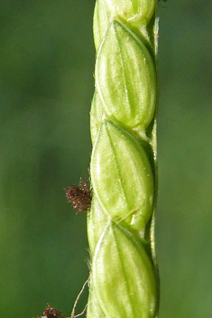 Water Finger-grass