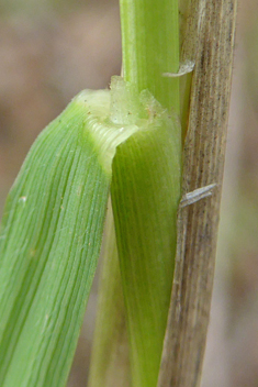 Thomas's Smilo-grass