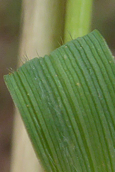 Thomas's Smilo-grass