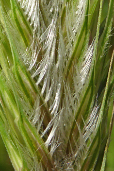 False Barley