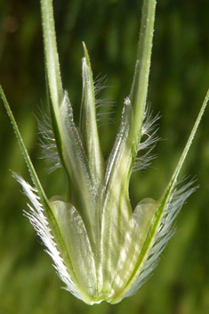 False Barley