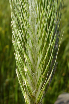 False Barley