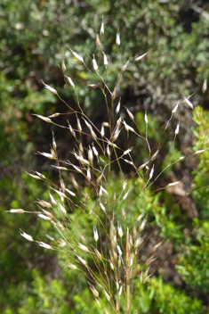 Elegant Hair-grass