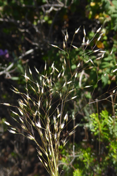 Elegant Hair-grass