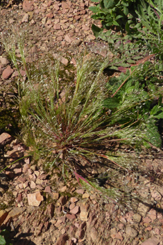 Elegant Hair-grass