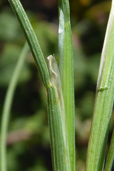 Elegant Hair-grass