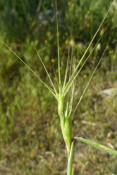 Aegilops biuncialis