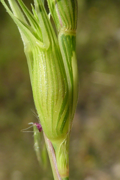 Aegilops biuncialis