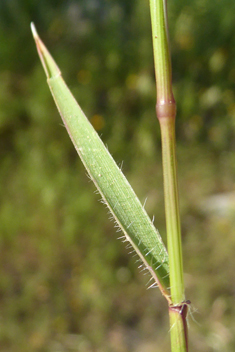 Aegilops biuncialis