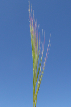 Dune Fescue