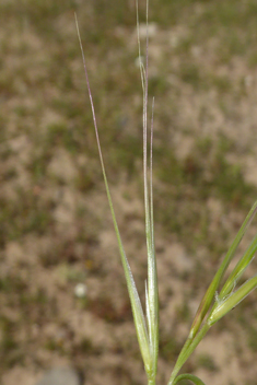 Dune Fescue