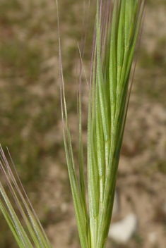 Dune Fescue