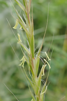 French Oat-grass